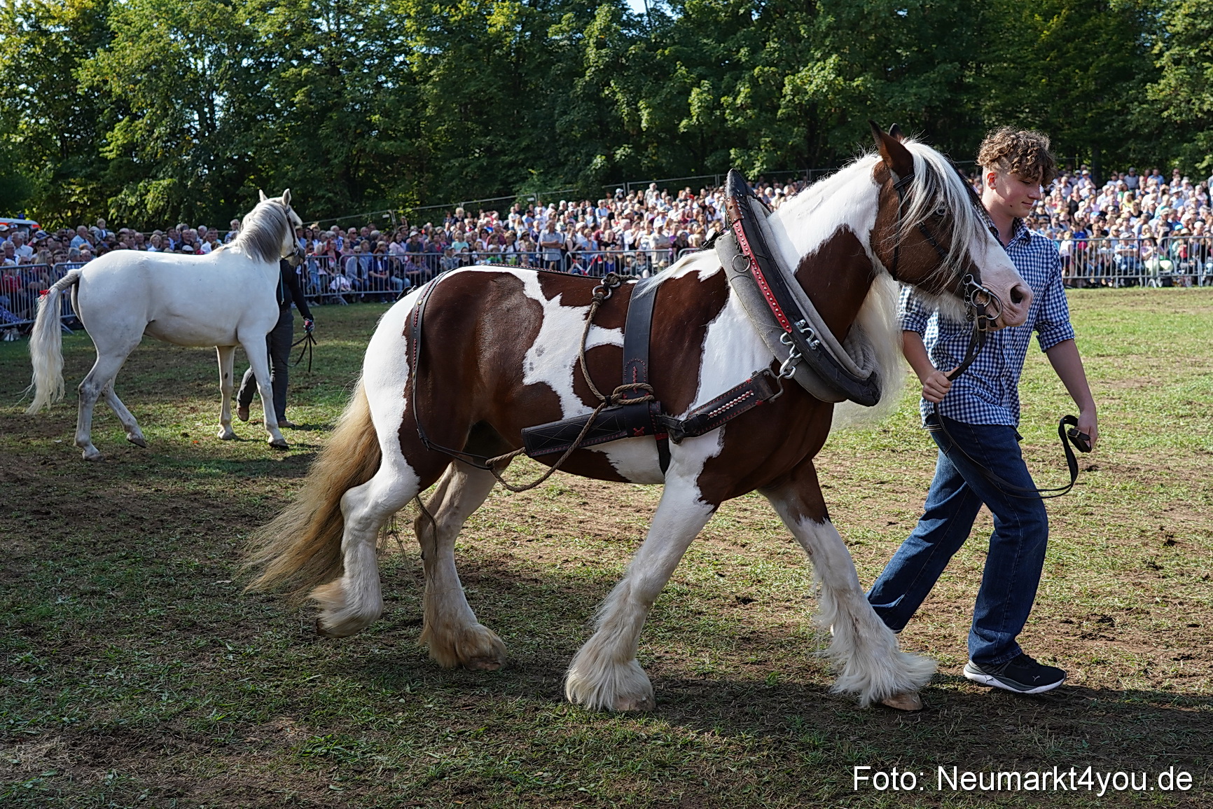 Pferde und Fohlenschau 2022 0171 